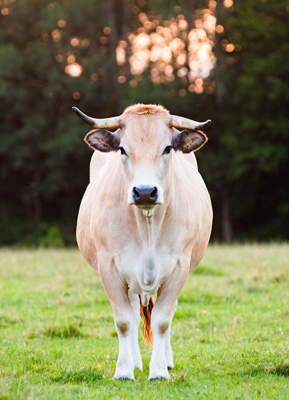 Foto: Besserfleisch (© Tillmann Engel)