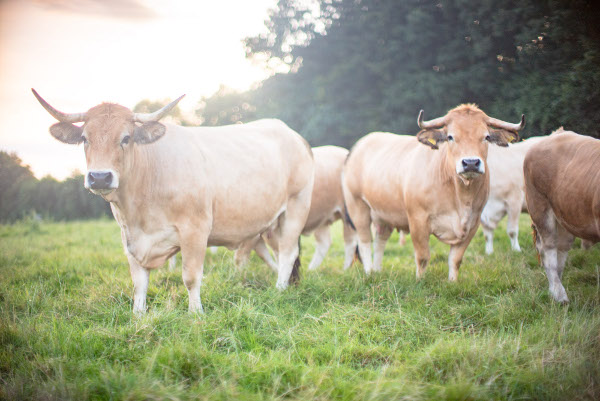 Foto: Besserfleisch (© Tillmann Engel)