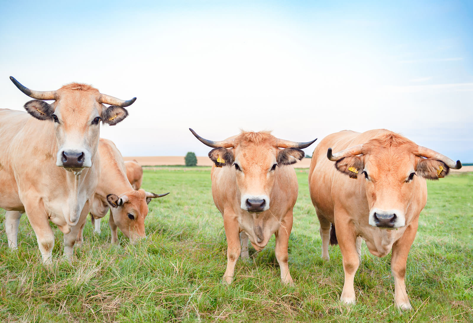 Foto: Besserfleisch (© Tillmann Engel)