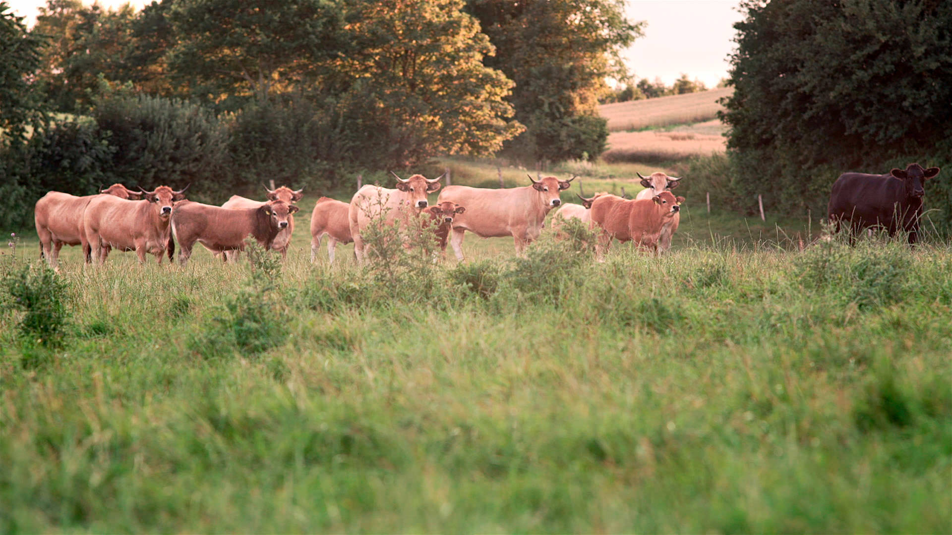 Foto: Besserfleisch / Tillmann Engel