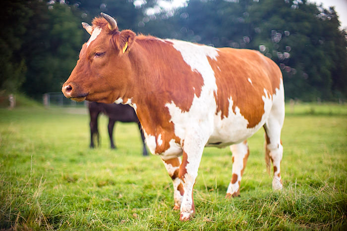 Foto: Besserfleisch (© Tillmann Engel)