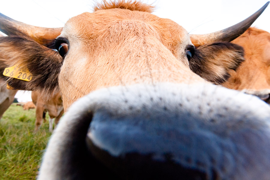 Foto: Besserfleisch (© Tillmann Engel)