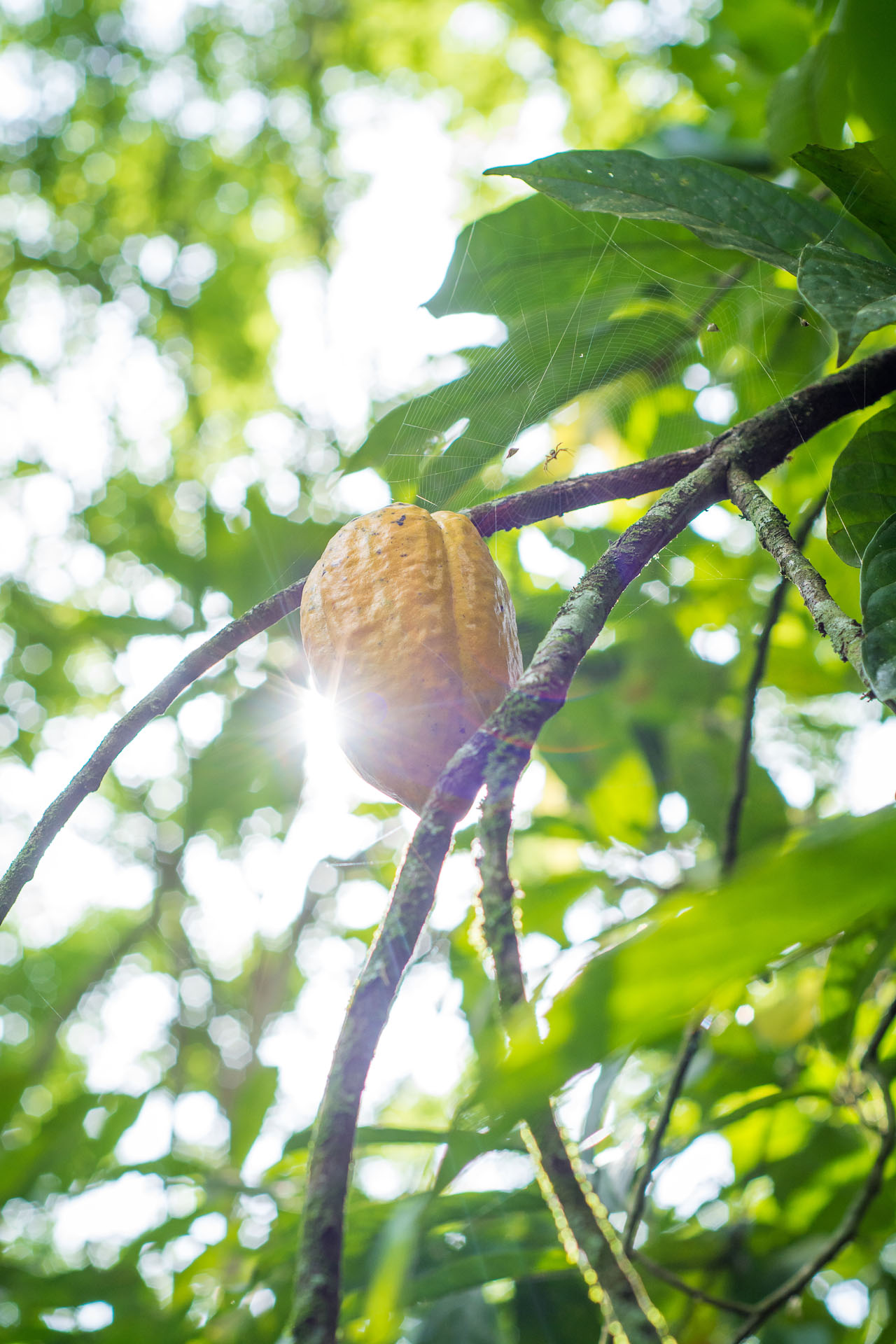 Foto: CocoA Switzerland GmbH