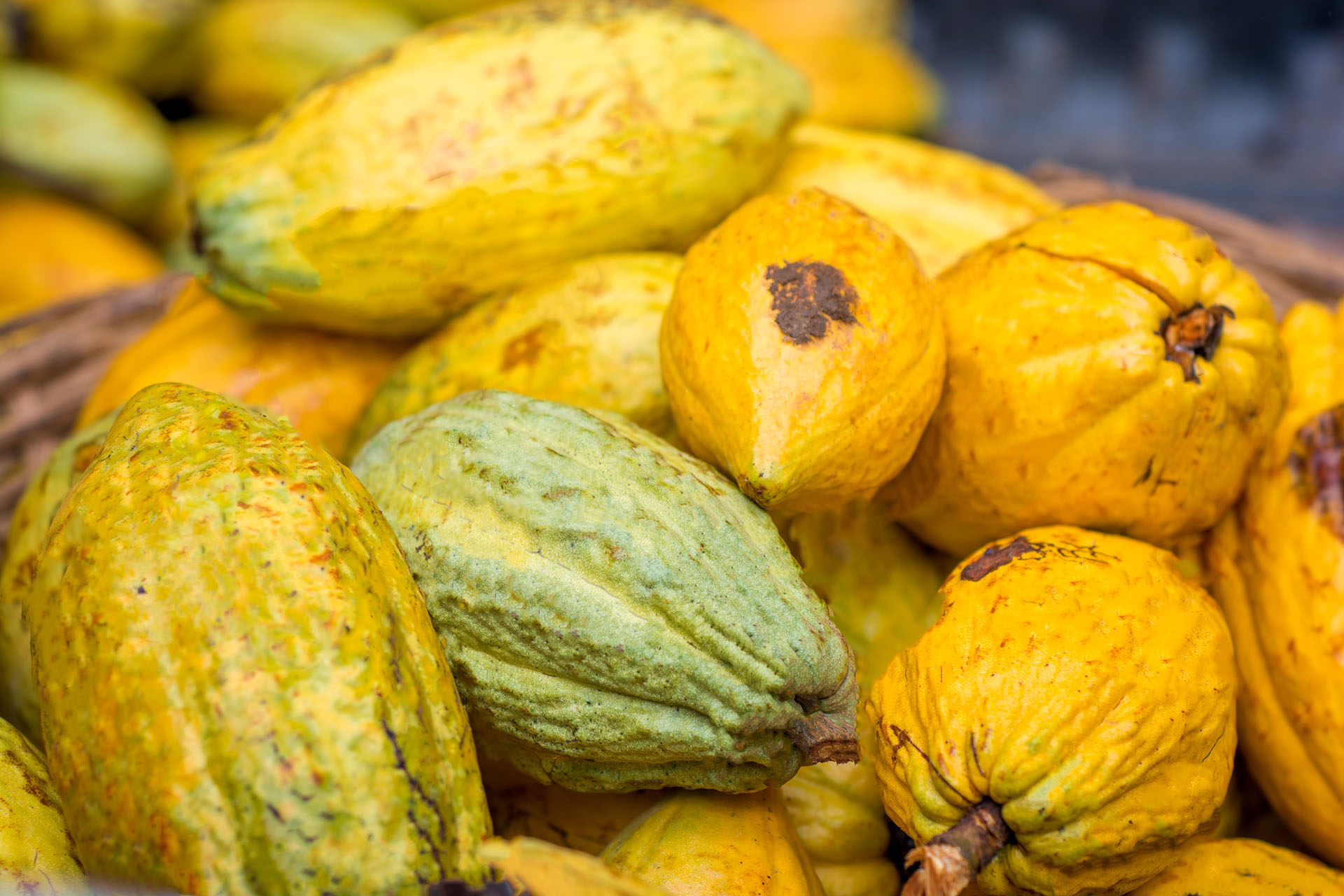 Foto: CocoA Switzerland GmbH
