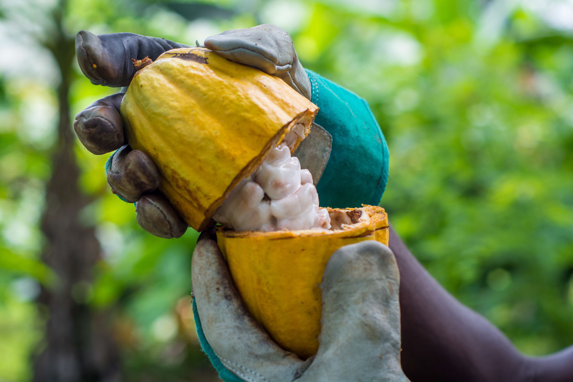 Foto: CocoA Switzerland GmbH