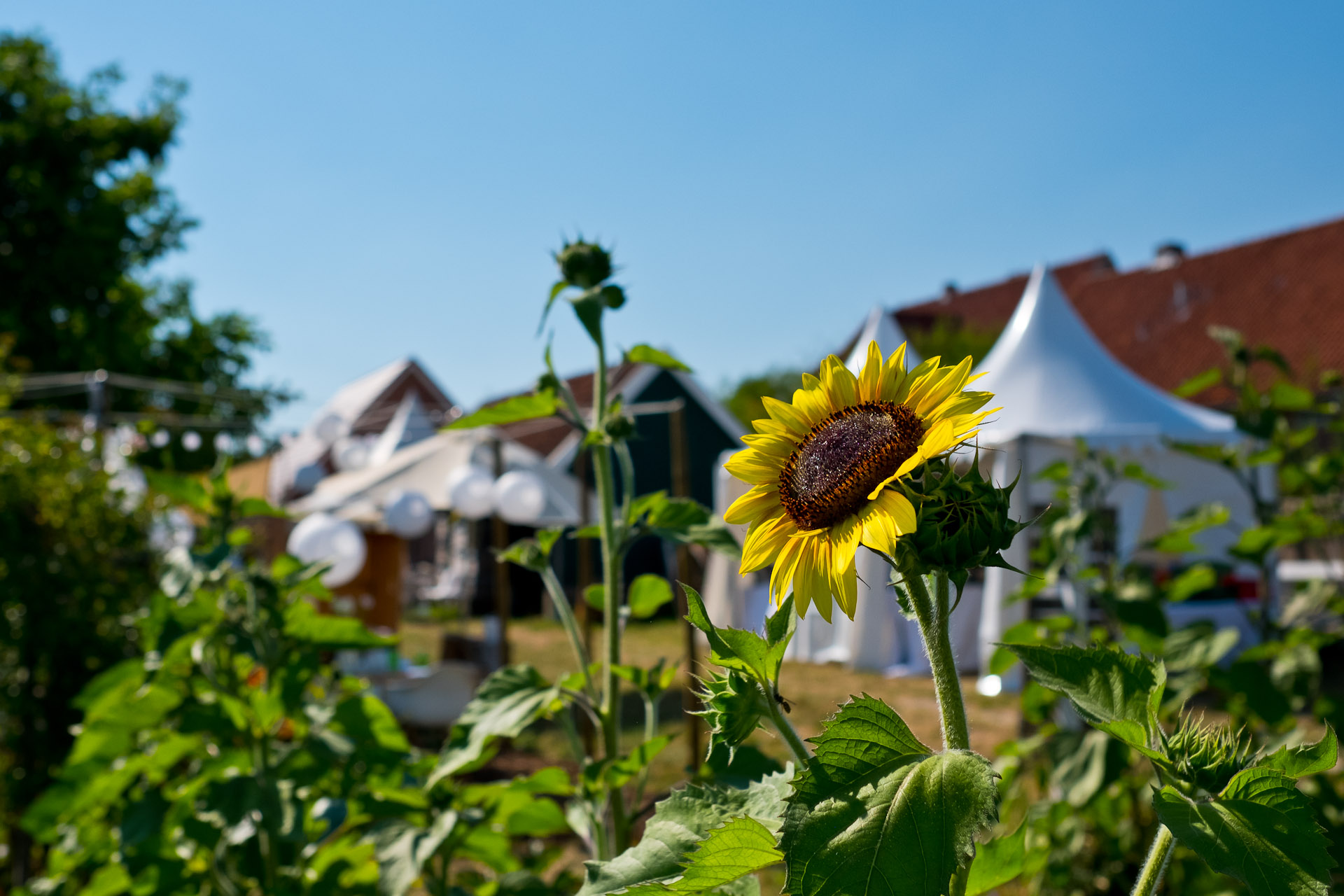 Farm to Table Dinner mit Jens Rittmeyer