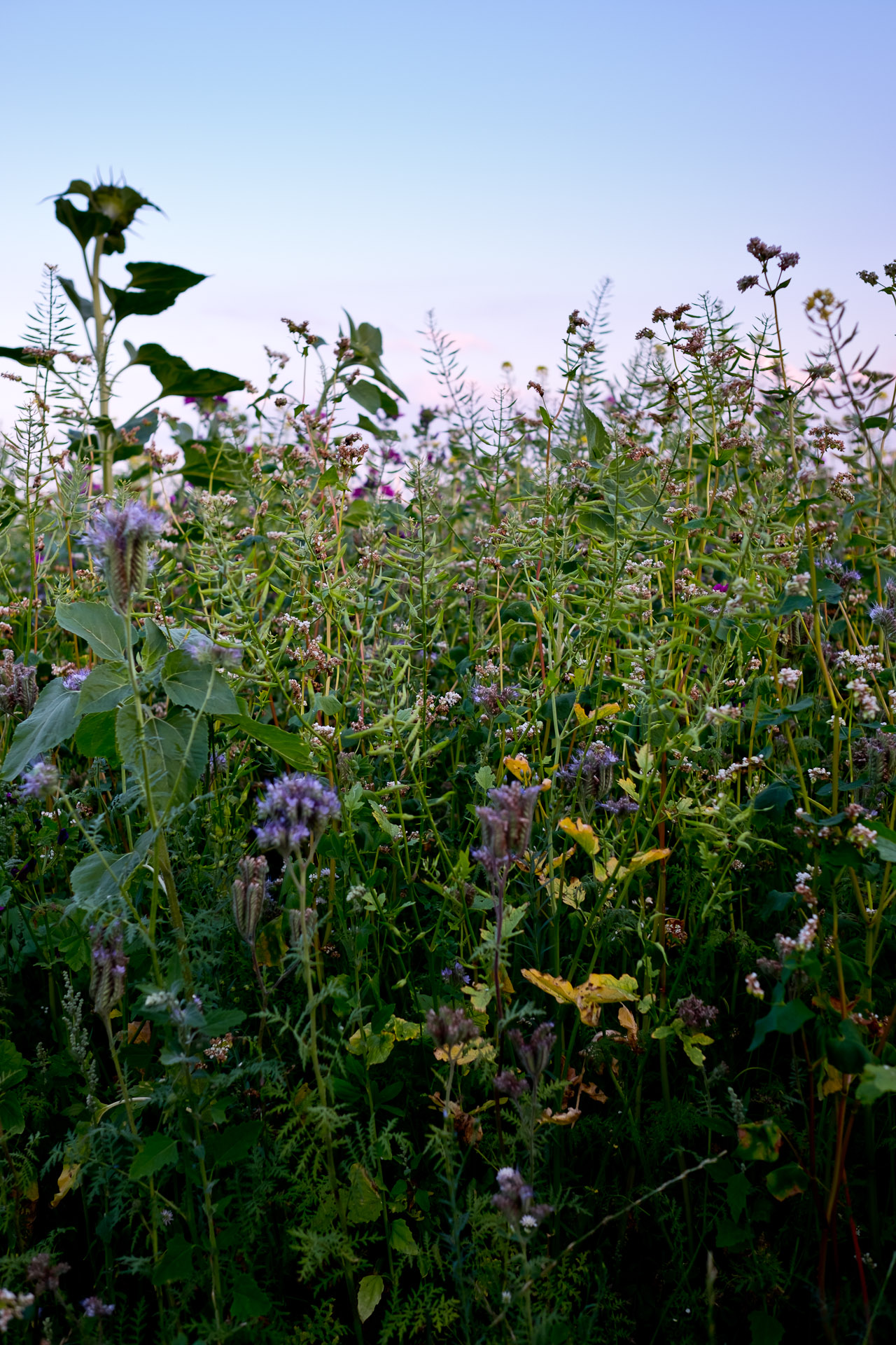 Farm to Table Dinner mit Jens Rittmeyer