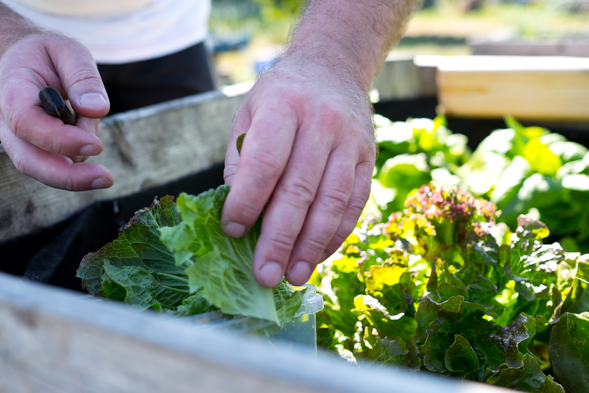 Farm to Table Dinner mit Jens Rittmeyer