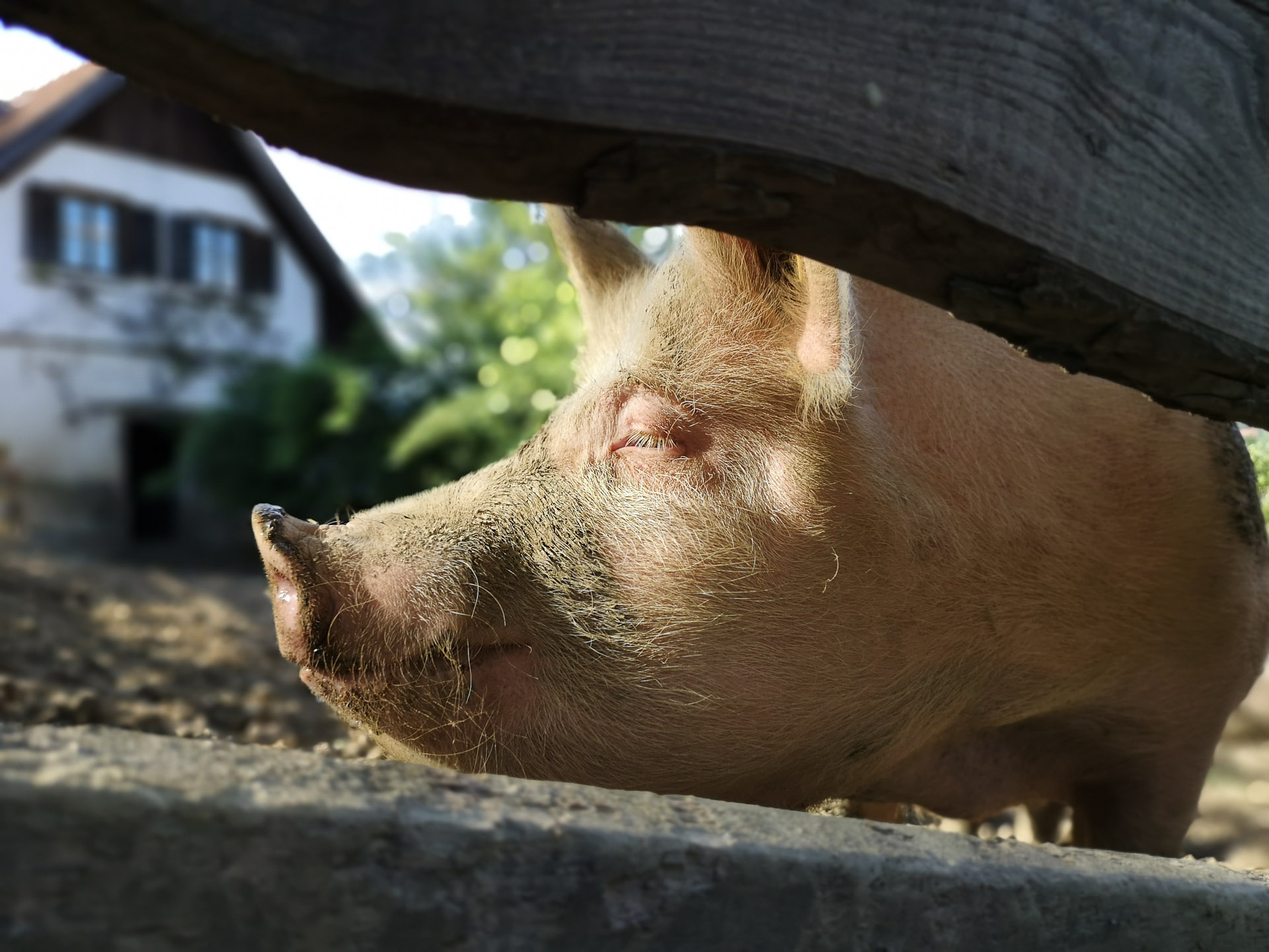 Foto: Annika Grieb / @wurstkaeszenario