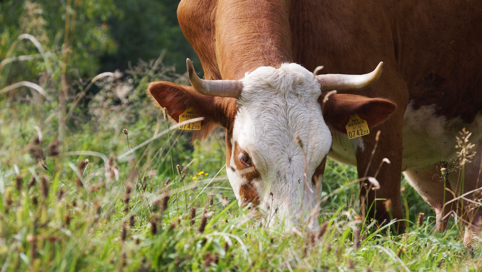 Foto: Annika Grieb / @wurstkaeszenario